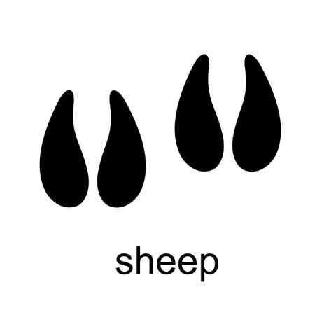 Sheep Footprint. Sheep track. Track of farm animals. Ungulate animal footprints. Mammal animal. Black Silhouette Design. Vector illustration isolated on white backgroundのイラスト素材