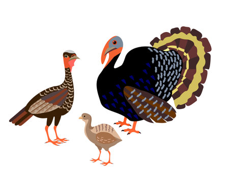 Family of turkeys stands on a white background. Male and female turkey, little turkey chicken. Farm poultry. Vector illustration with turkeys in cartoon style.のイラスト素材