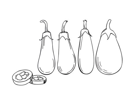 Hand drawn eggplant. Line art drawing eggplant. Eggplant With coloring book pages picture. Vector badge vegetable in the ink style for brochures, banner, restaurant menu and marketのイラスト素材
