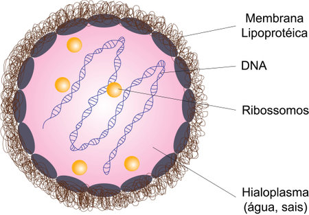 Prokaryotic cell illustration in which the indicated elements are present (plasma membrane, ribosomes, DNA, and hyaloplasm)のイラスト素材