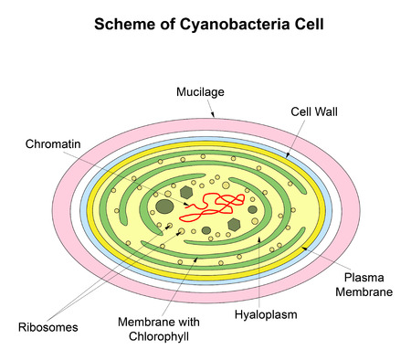 Scheme illustration of a cell Cyanobacteriaのイラスト素材