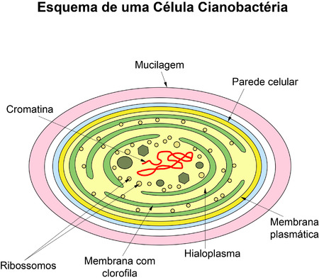 Scheme illustration of a cell Cyanobacteriaのイラスト素材