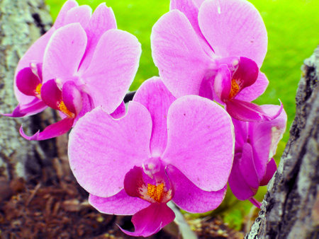 Flor Orquidea (Phalaenopsis hibrido), Indaiatuba, Sao Paulo, 2012.   Orchid flower (phalaenopsis...