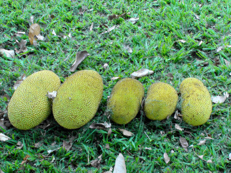 Jaca, fruit of the tropical tree called Jaqueira, or standing Jaca (Artocarpus heterophyllus)の写真素材