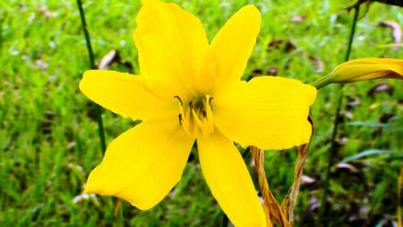 Lily-yellow flower close (Hemerocallis flava), Indaiatuba, Sao Paulo, 2012の写真素材