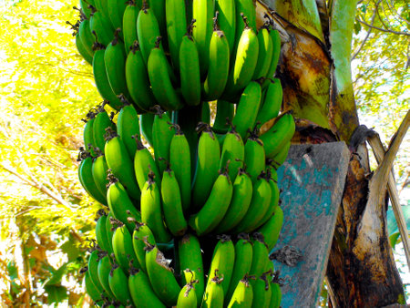 Banana standing with green banana bunches, Indaiatubaの写真素材
