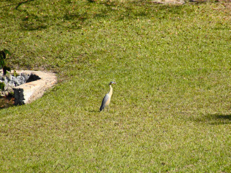 Blue Heron large (Ardea herodias), Ciconiiforme bird Ardeidae family, Indaiatubaの写真素材