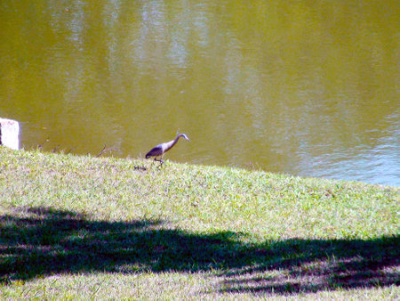 Blue Heron large (Ardea herodias), Ciconiiforme bird Ardeidae family, Indaiatuba, Sao Pauloの写真素材
