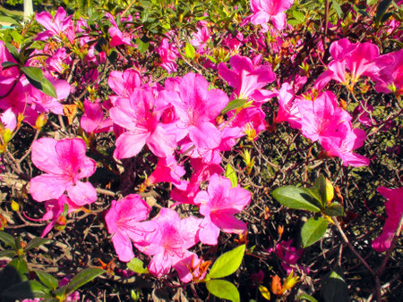 Azalea flower (Rhododendron xsimsii)の写真素材