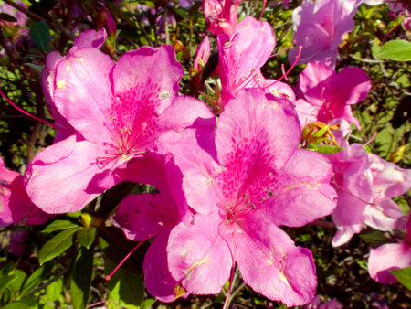 Azalea flower (Rhododendron xsimsii)の写真素材