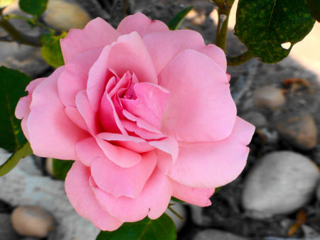 A Rose flower (Rosa spp)の写真素材