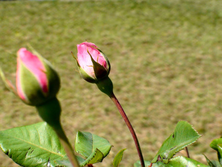 A flower bud Rose (Rosa spp)の写真素材