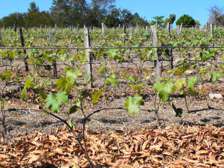 Grape vines, grape-growingの写真素材