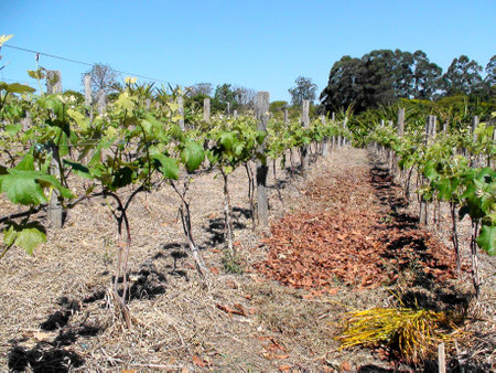 Grape vines, grape-growingの写真素材