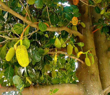 Jackfruit fruit of the tropical tree called Jaqueira or foot Jaca (Artocarpus heterophyllus)の写真素材