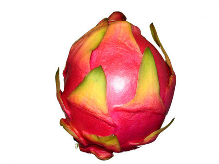 flower-of-fortune (Kalanchoe blossfeldiana).の写真素材