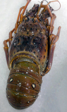 Lobsterの写真素材
