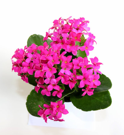 flower-of-fortune (Kalanchoe blossfeldiana).の写真素材