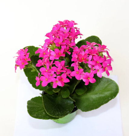 flower-of-fortune (Kalanchoe blossfeldiana).の写真素材