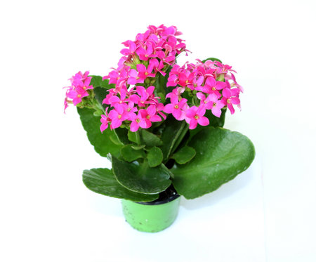 flower-of-fortune (Kalanchoe blossfeldiana).の写真素材