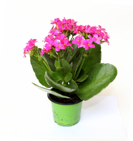 flower-of-fortune (Kalanchoe blossfeldiana).の写真素材