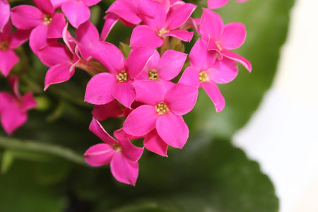 flor-da-fortuna (Kalanchoe blossfeldiana).  flower-of-fortune (Kalanchoe blossfeldiana).の写真素材