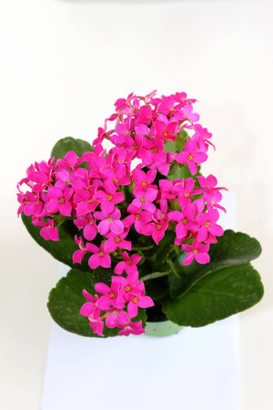 flor-da-fortuna (Kalanchoe blossfeldiana).  flower-of-fortune (Kalanchoe blossfeldiana).の写真素材