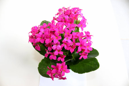flor-da-fortuna (Kalanchoe blossfeldiana).  flower-of-fortune (Kalanchoe blossfeldiana).の写真素材