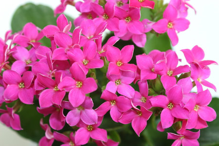 flor-da-fortuna (Kalanchoe blossfeldiana).  flower-of-fortune (Kalanchoe blossfeldiana).の写真素材