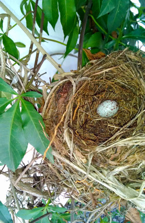 Nest of bird Rufous-bellied Thrush (Turdus rufiventris) with eggの写真素材