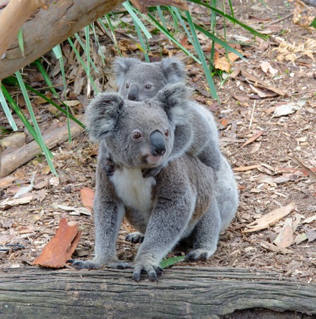 Koala and baby Koalaの写真素材