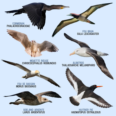 seabird family collection cut outの写真素材