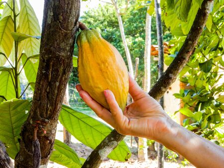 Cocoa fruit hanging on the treeの写真素材