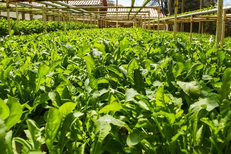 Hydroponics plantation farm, arugulaの写真素材