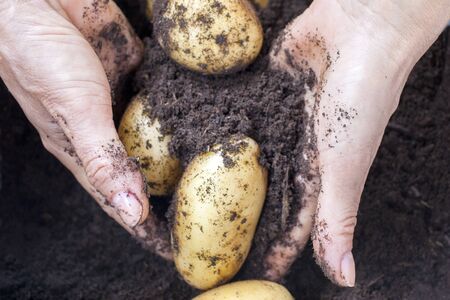 Harvesting potatoes with hand in the farmの写真素材