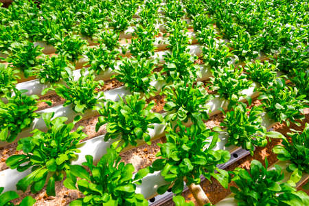Organic hydroponic vegetable cultivation farmの写真素材