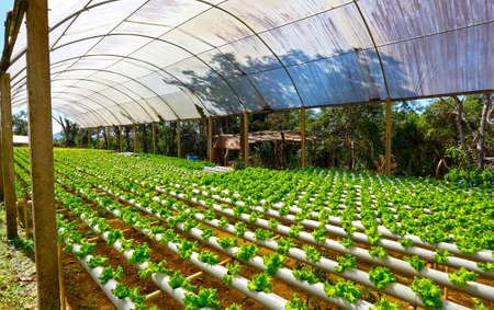 Organic hydroponic vegetable cultivation farmの写真素材