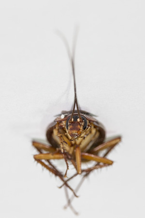 The cockroach is an insect vector of diseases.