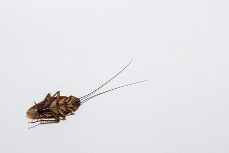 The cockroach is an insect vector of diseases.の写真素材