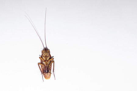 The cockroach is an insect vector of diseases.