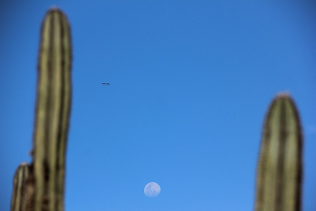 Cacti are part of the restinga vegetation in the city of Cabo Frio, in the state of Rio de Janeiro, Brazil. The vegetation consists of cacti, bromeliads, flowers and prickly plants with gnarled branches.の写真素材
