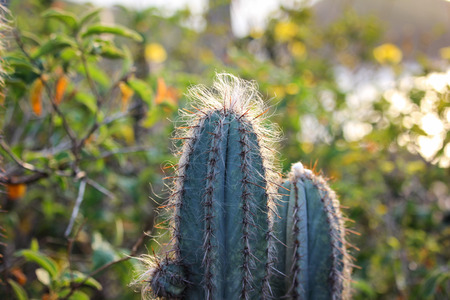 Specie of cactus Pilosocereus Ulei, also known as White Head Cactus. This type of cactus is only found in the region of Cabo Frio, in the Lake District, in the State of Rio de Janeiro, which characterizes the endemic aspect of vegetation. This cactus is aの写真素材