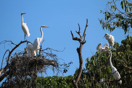 Heron, large white bird. Herons nest in tree, in an urban area near the coast of Rio de Janeiro, Brazil.の写真素材