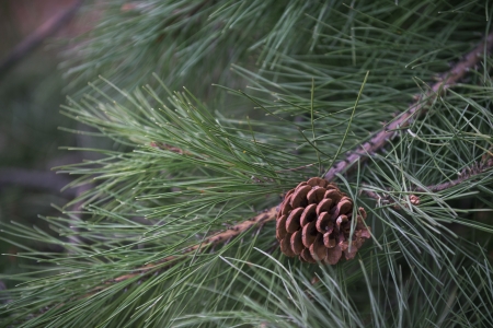 pinecone