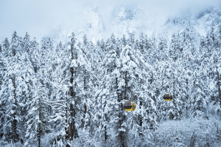 snow scene of forestの写真素材