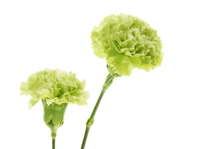 carnationの写真素材