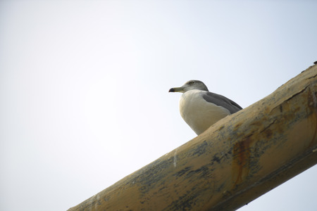 sea gullの写真素材