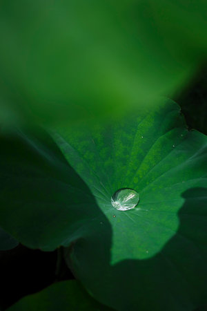 beautiful botanical shot, natural wallpaperの写真素材