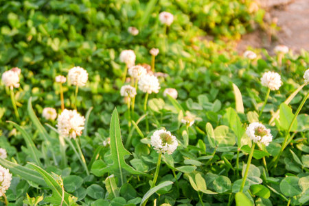 Flowers in a fieldの写真素材