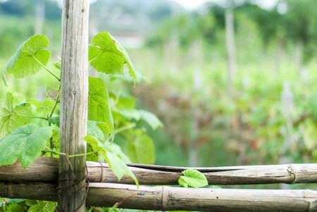 Close up of a vine creeper on bamboo fenceの写真素材